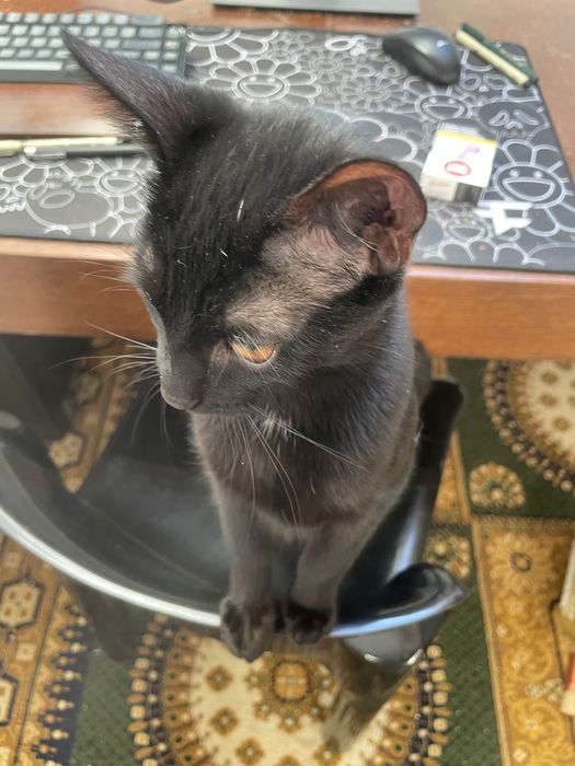 Ofer doi pui negri spre adoptie
