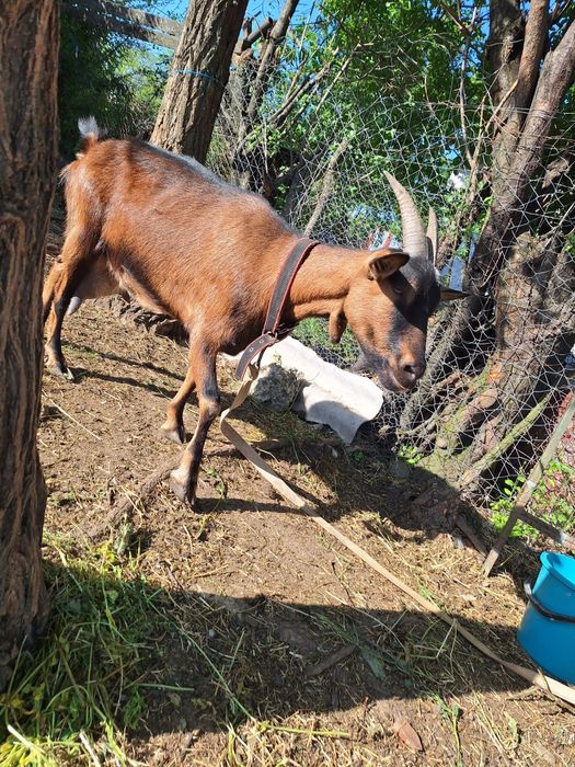 Capra Alpin Francez