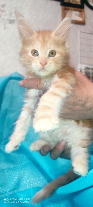 Мейн - Кун котята