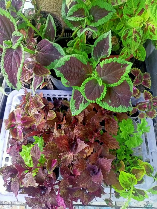 Цветы Колеусы рассада