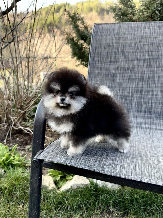 Померан мини момиче. Померанче