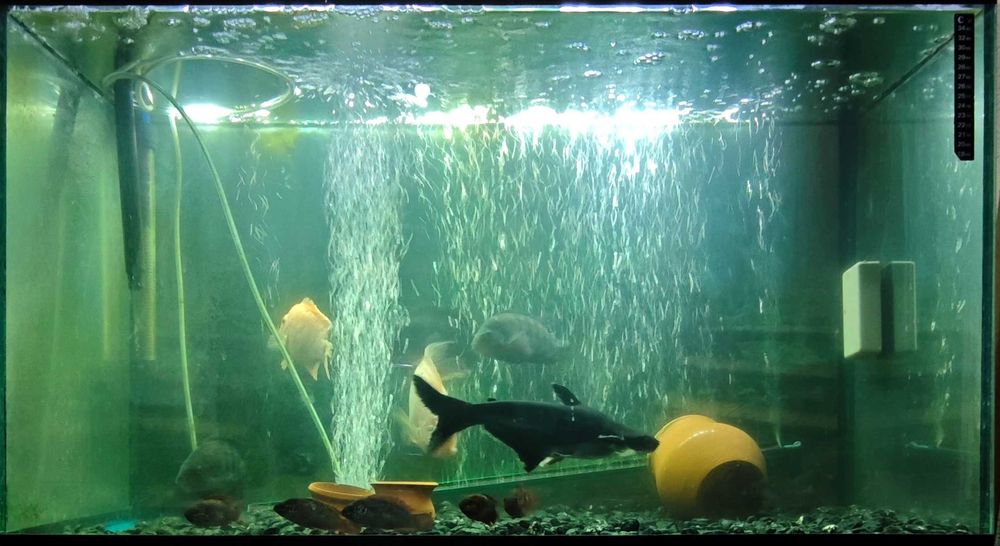 Аквариум 150 литр и 12 рыба и металл шкаф подставка и бак фильтр