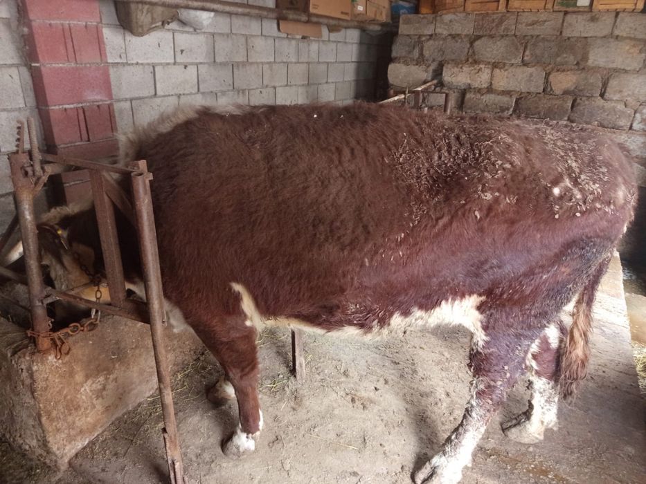 Корова возраст 4-5 лет