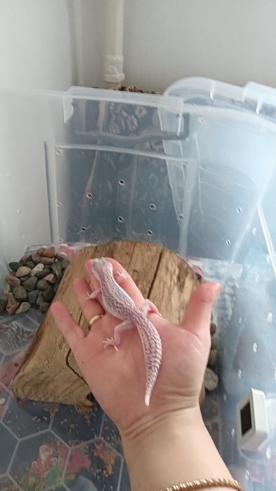 Леопардовый гикон