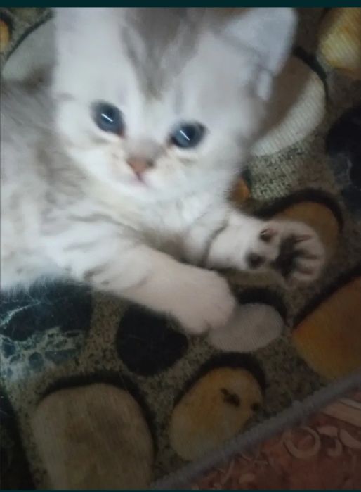 Британские серебристые шиншиллы