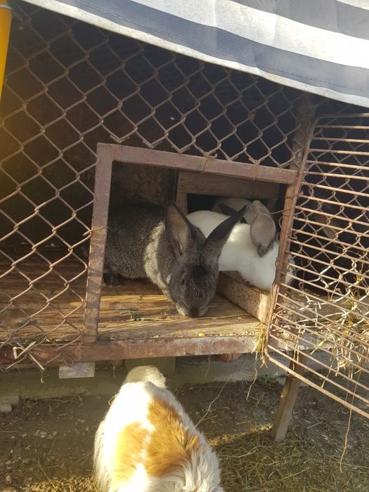 Iepuri masculi si pui de iepuri