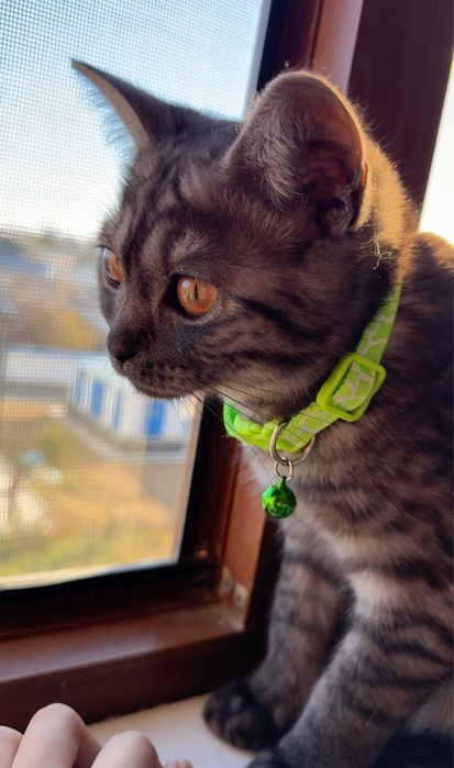 Продается кошка