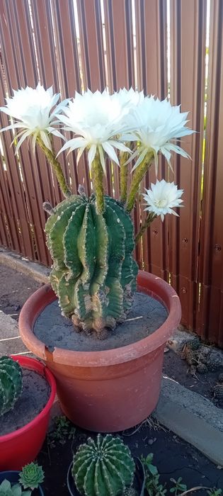 Cactus de vânzare