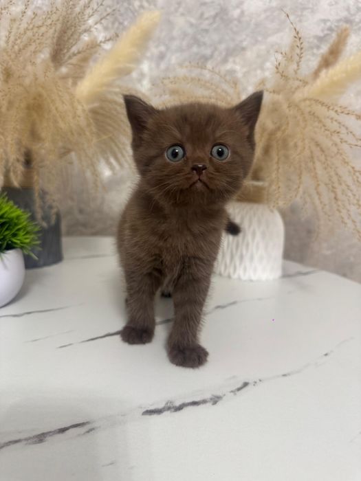 Котята британцы.