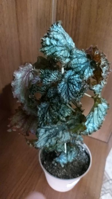 Бегония сортовая. Караганда.  Город.