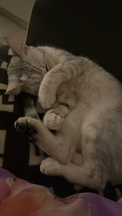 Британская шиншила