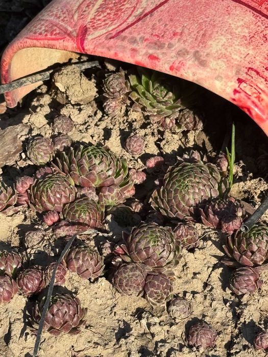 Уличные садовые растения