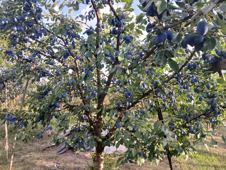 Vând prune proaspete