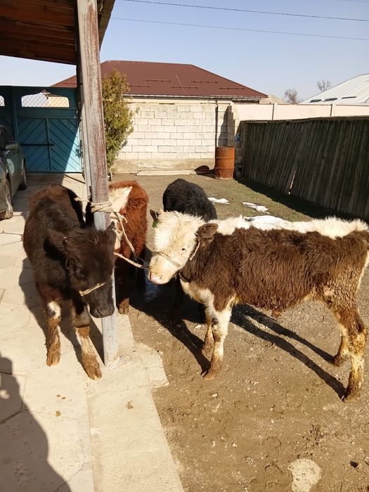 Бұқалар сатылады. Продам бычков