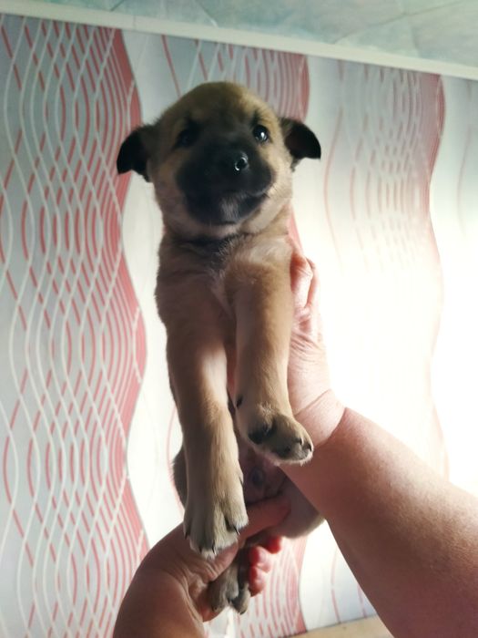 ОтдамЩенятМальчики