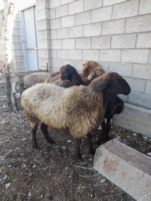 Қой. Семіз саулықтар сатылады