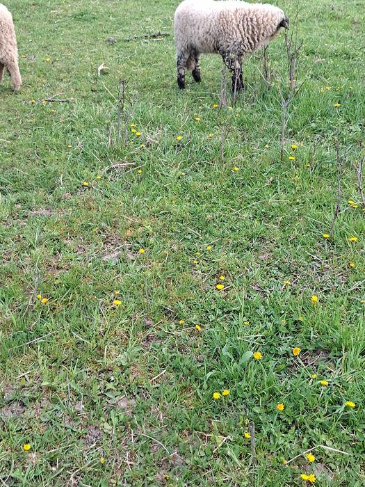 Doua miori cu miei amndoua si doua miele de anul trecut