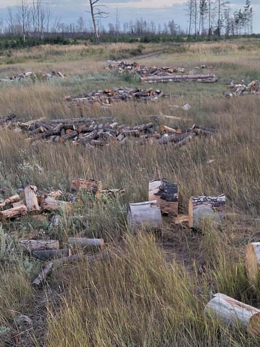 Берёза сосна для бани