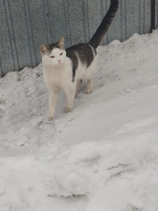 Отдам в хорошие руки