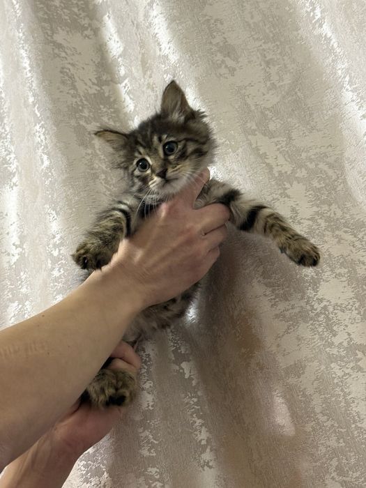 Котенок , мальчик возраста 3 месяца