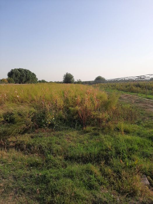 Yuqori chirchiq tumanida 200 sotok yer sotiladi