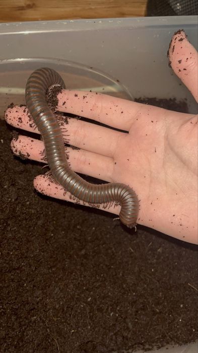 Кивсяки гигас!!! (многоножки)