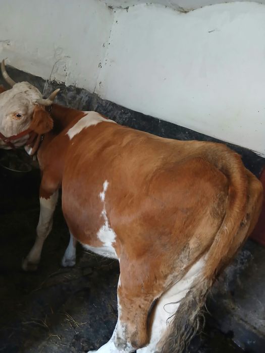 Vaca  cu lapte , baltata romaneasca