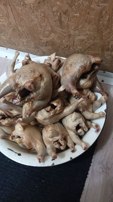 Гуси домашние резаные