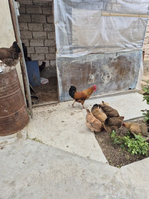 Петух Әтеш продам