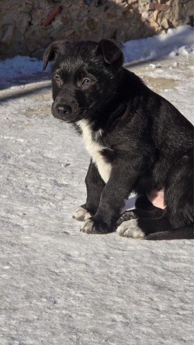 Отдам бесплатно в добрые руки