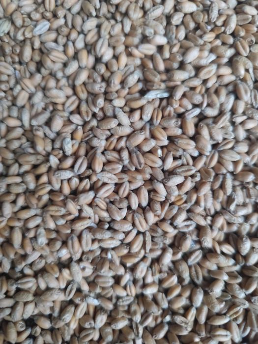 Vând Soia, Porumb, Grâu