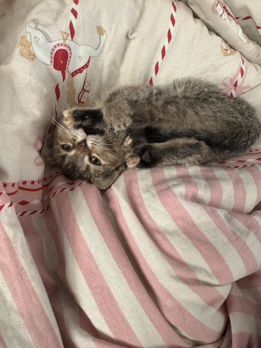 Отдам котенка в добрые руки