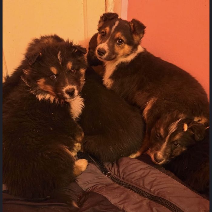 Отдадим щенков в добрые руки