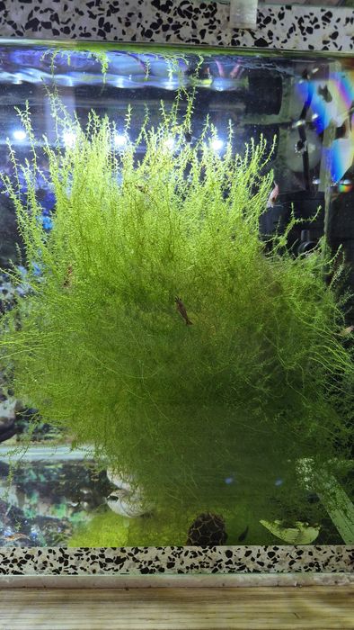 Растения для аквариума.