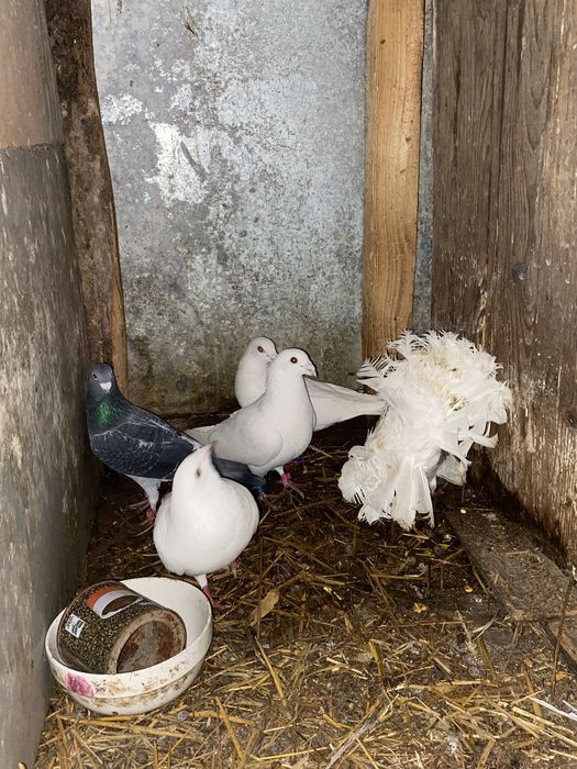 De vânzare porumbei voiajori