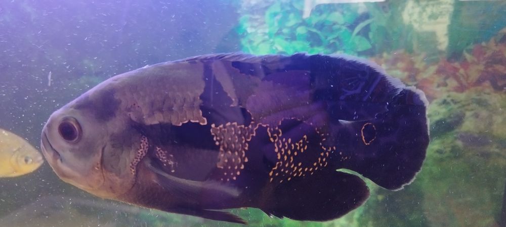 Астранотусы 1,5 годовалые