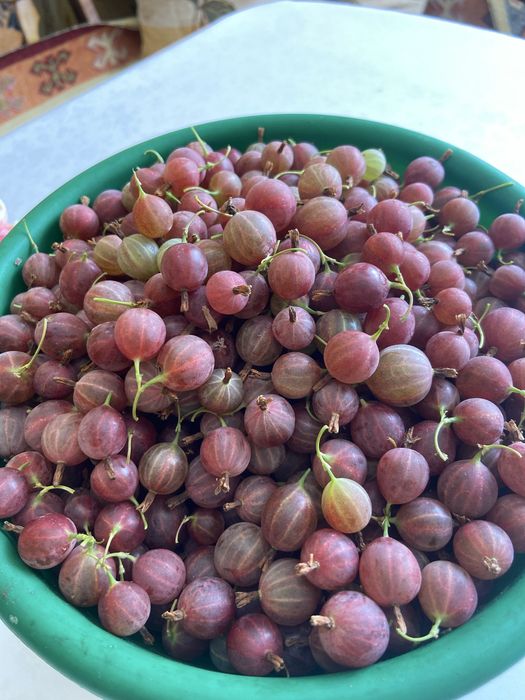 Крыжовник  домашний
