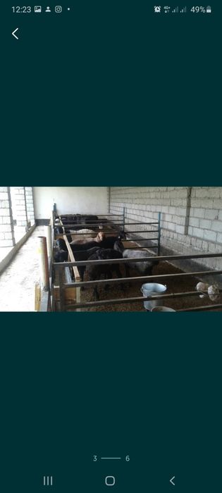 Қой тоқтылар сатылады