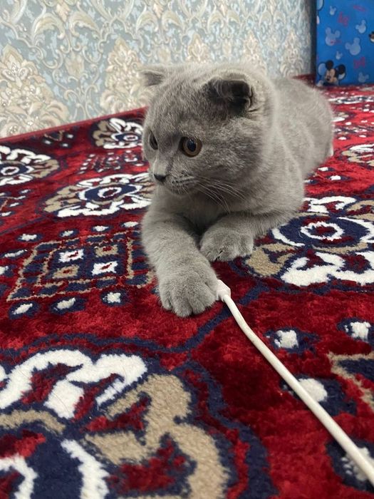 British shorthair 6 oylik o'g'il