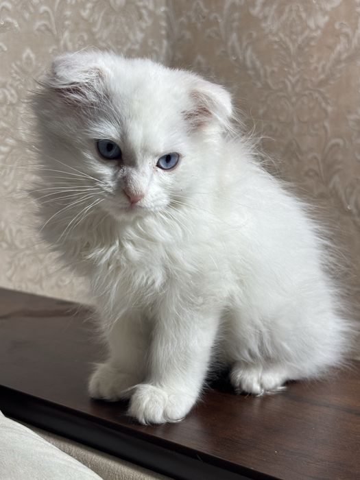 Вислоухий котенок