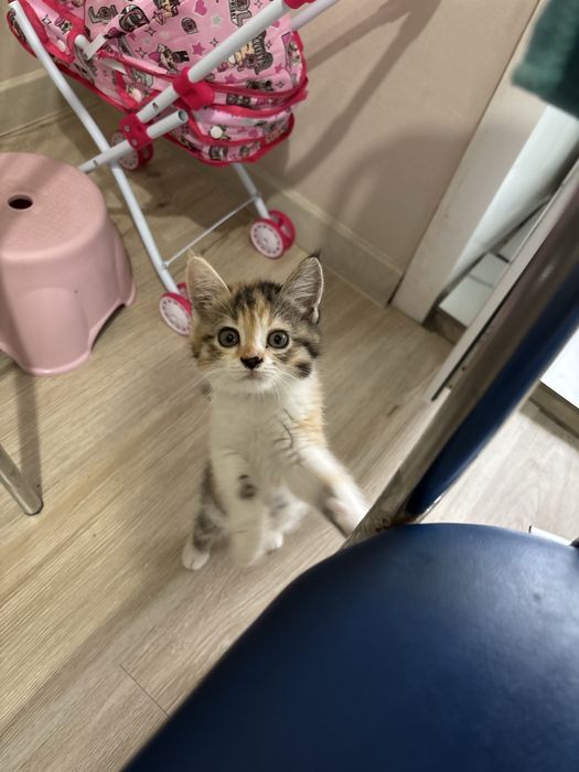 Бесплатно! Котенок 3месяца.