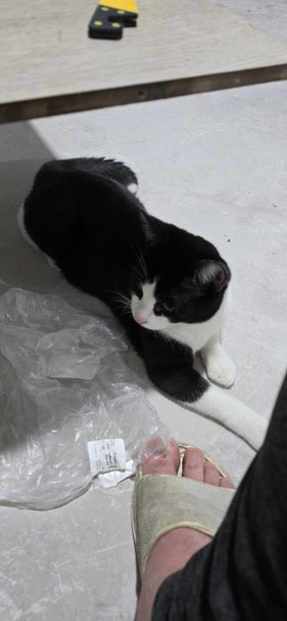 Котенок в добрые руки