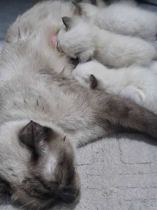 Сиамские котята 1.5 месяц