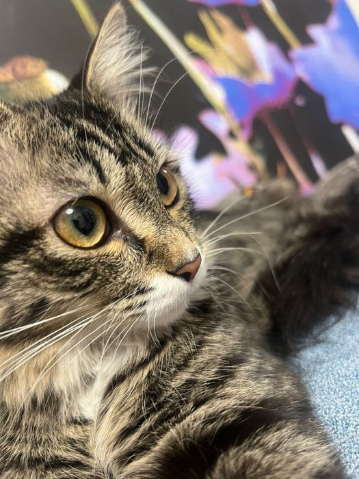 Котенок  просто чудо