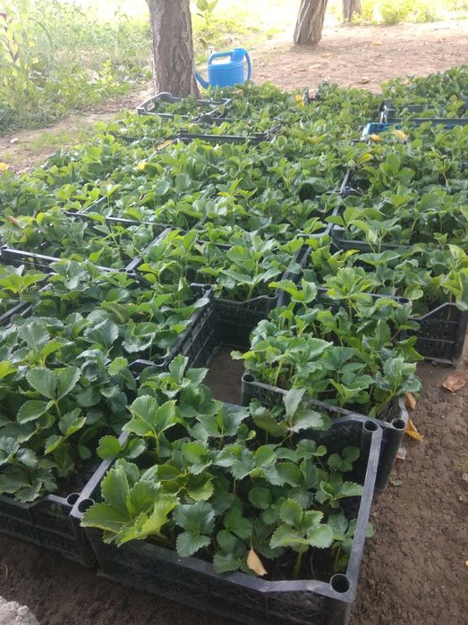 Qlupnay kochat kareyskiy