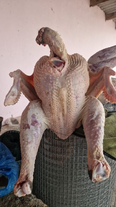 Мяса .Индюки домашние .