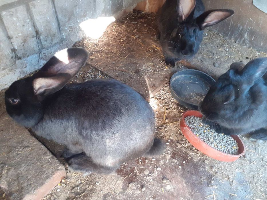 Зайци за продажба