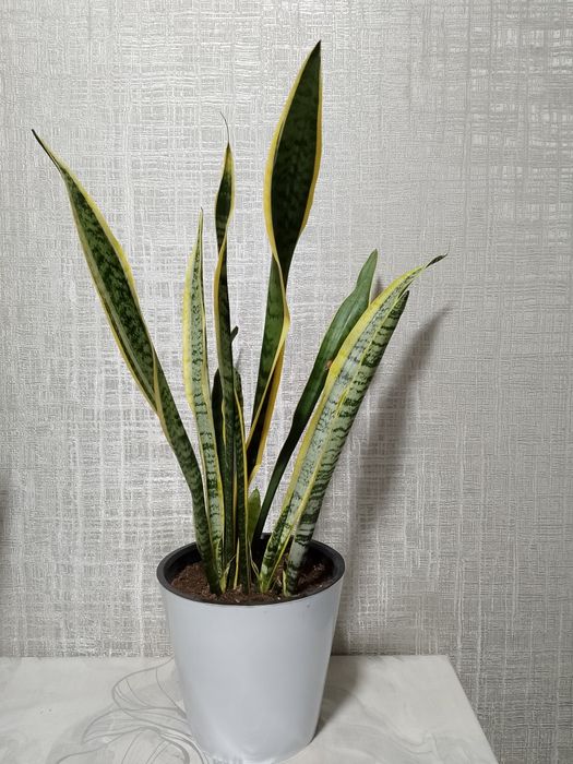 Цветок "Сансевиерия Лауренти"