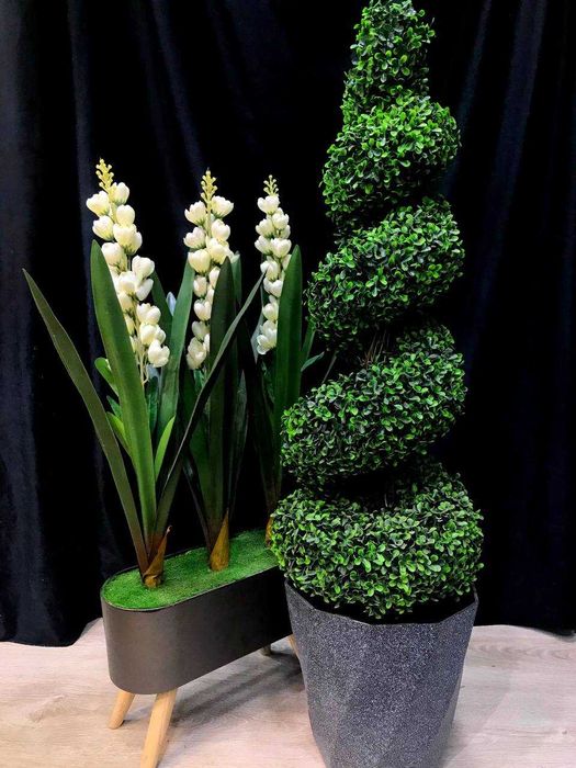 Дерево самшит в горшке — Озеленение без ухода