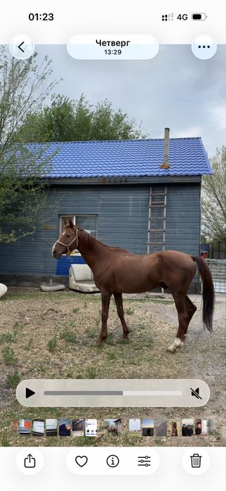 англо-дончак айгыр